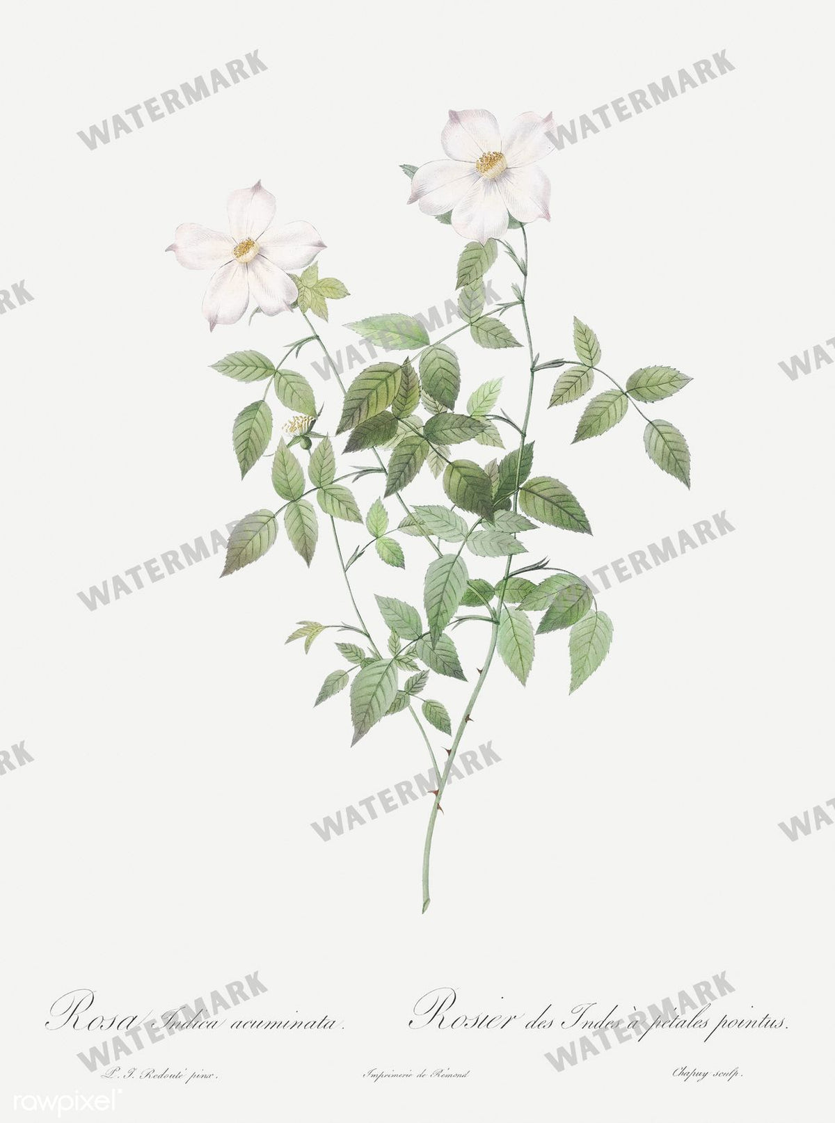 Floral vintage illustration, printable digital download, image 19