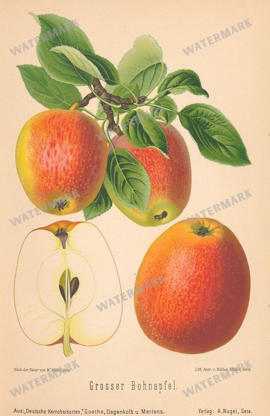 Fruit And Vegetables Vintage Prints