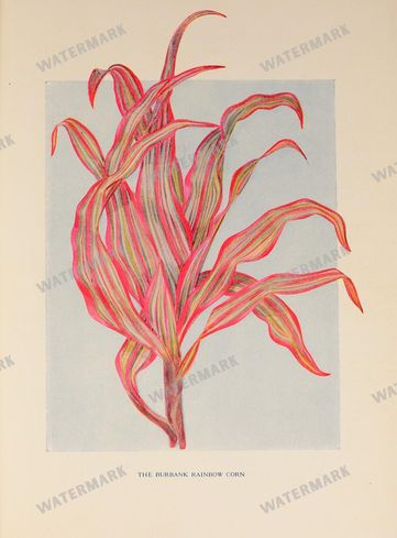 Mixed Ephemera Vintage Prints