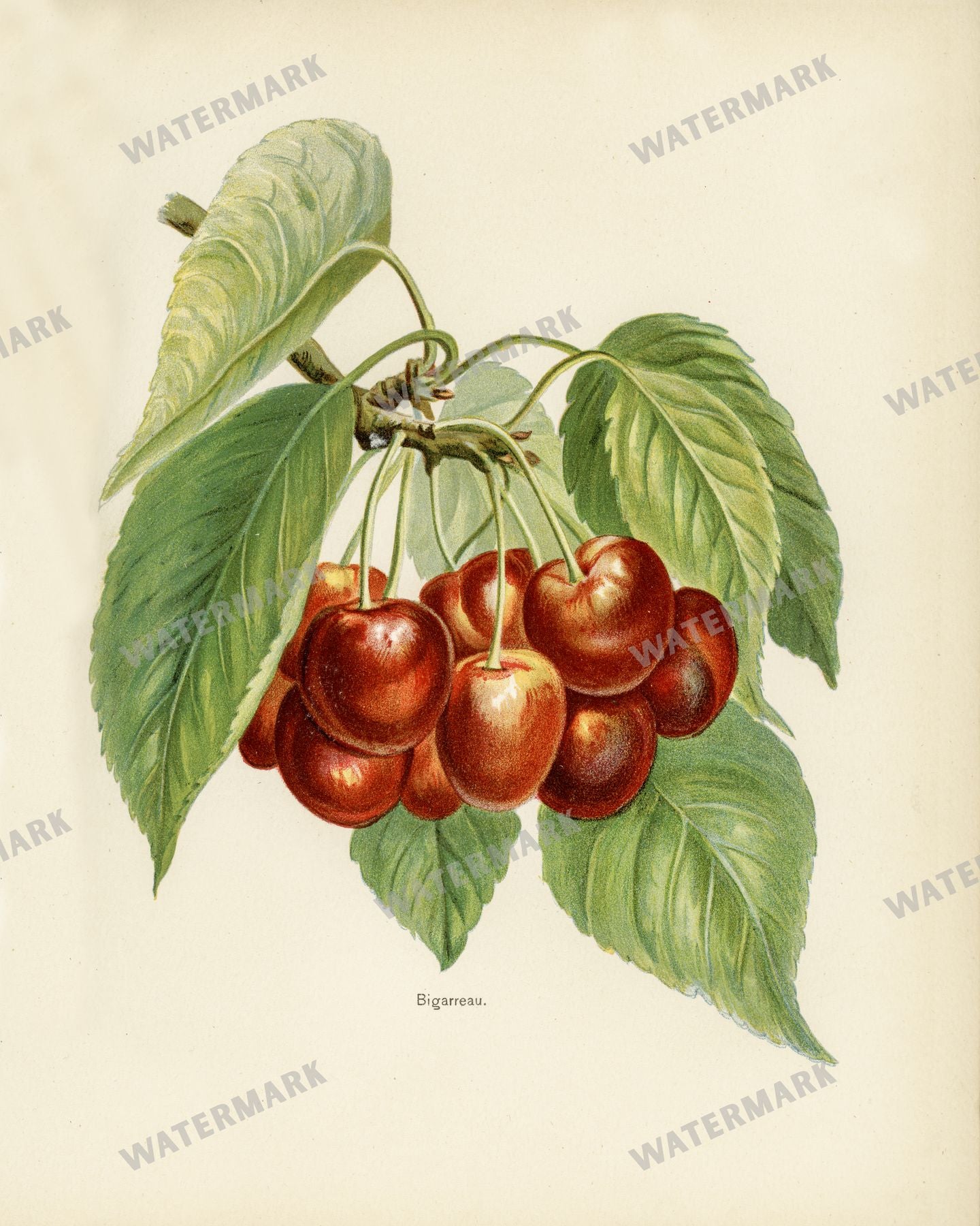 The Fruit Grower'S Guide Vintage Paintings
