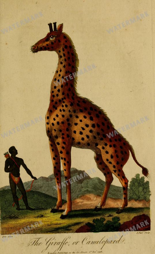 Wildlife Vintage Prints