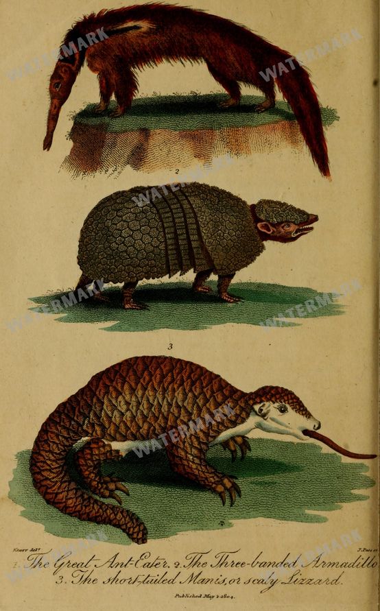 Wildlife Vintage Prints