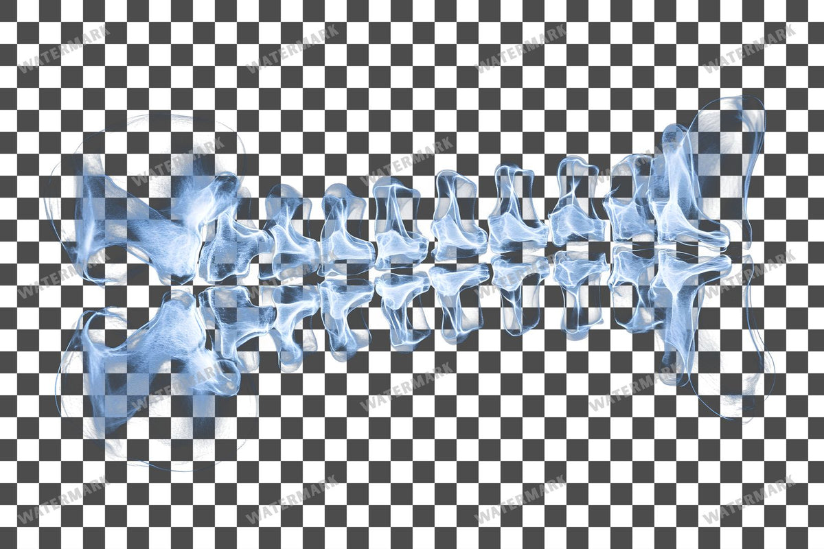 X-Ray Transparent Overlay Pngs