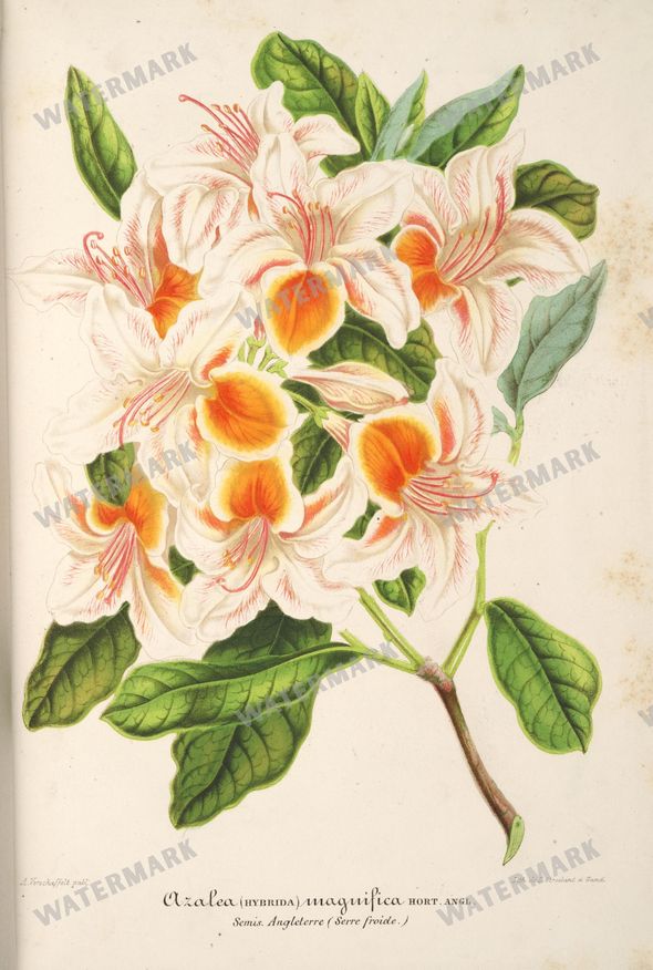 Floral Illustrations