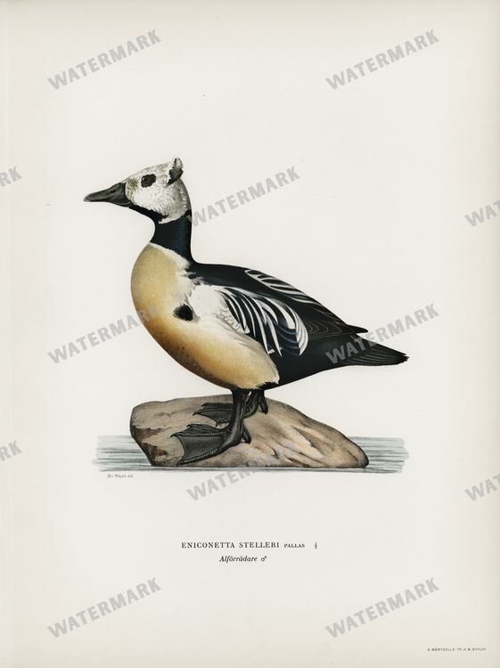 Birds Vintage Prints