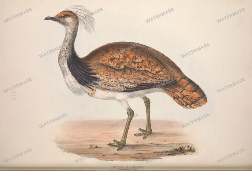 Birds Vintage Prints