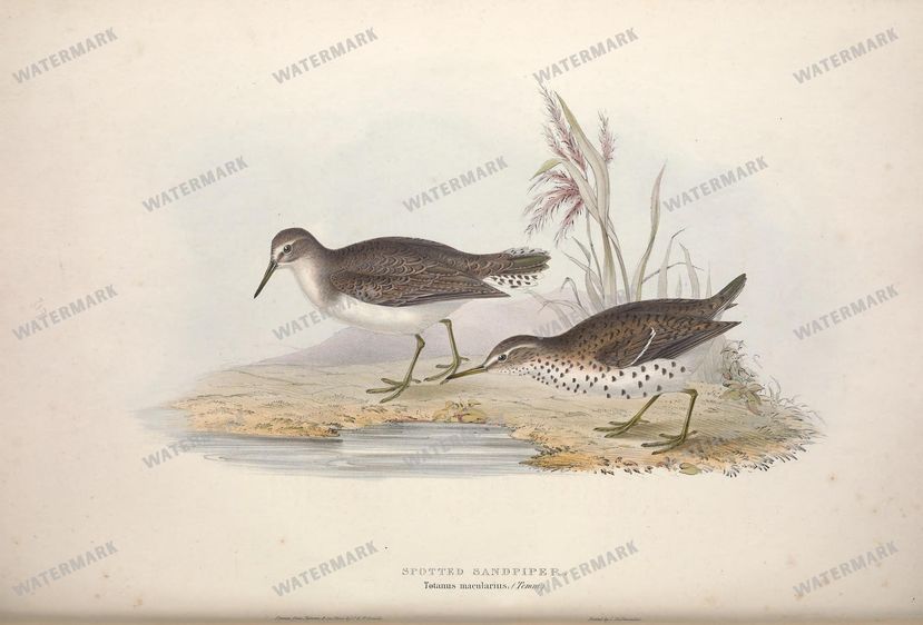 Birds Vintage Prints