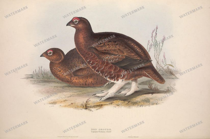 Birds Vintage Prints