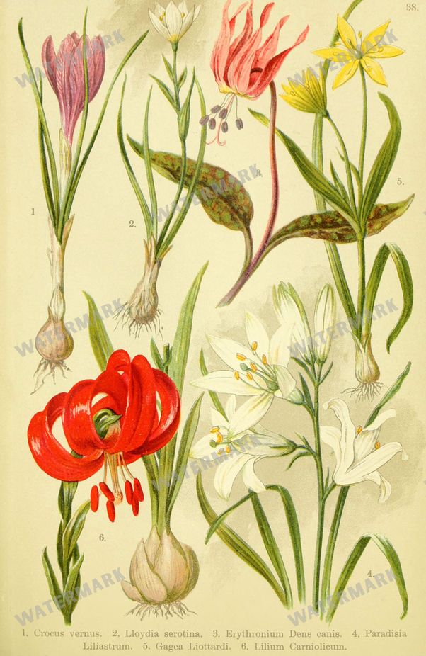 Botanical Alpen-Flora Vintage Prints