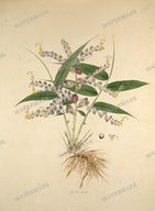 Botanical Plant Vintage Prints
