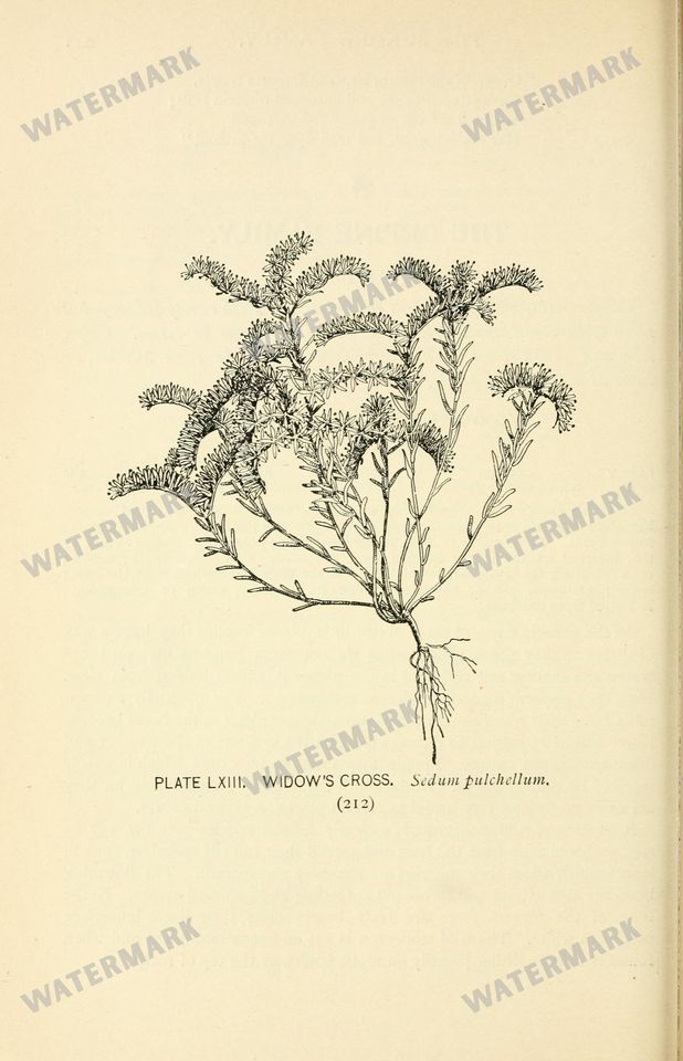 Botanical Sketches Vintage Prints
