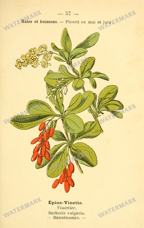 Botanical Vintage Prints