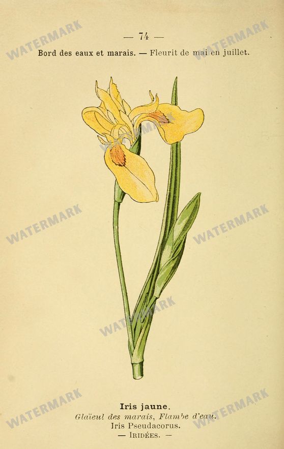 Botanical Vintage Prints