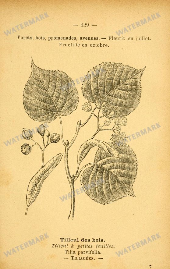 Botanical Vintage Prints