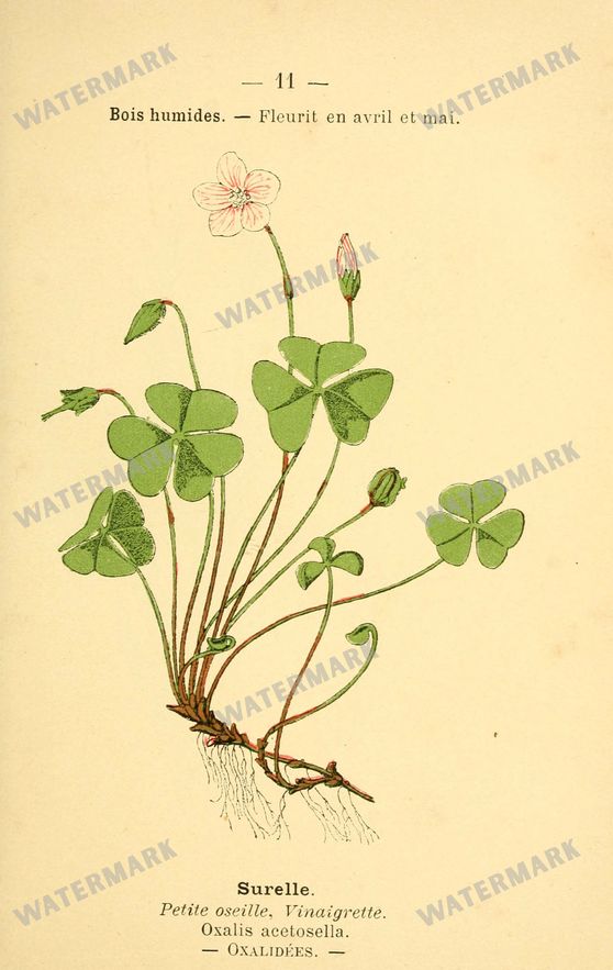 Botanical Vintage Prints