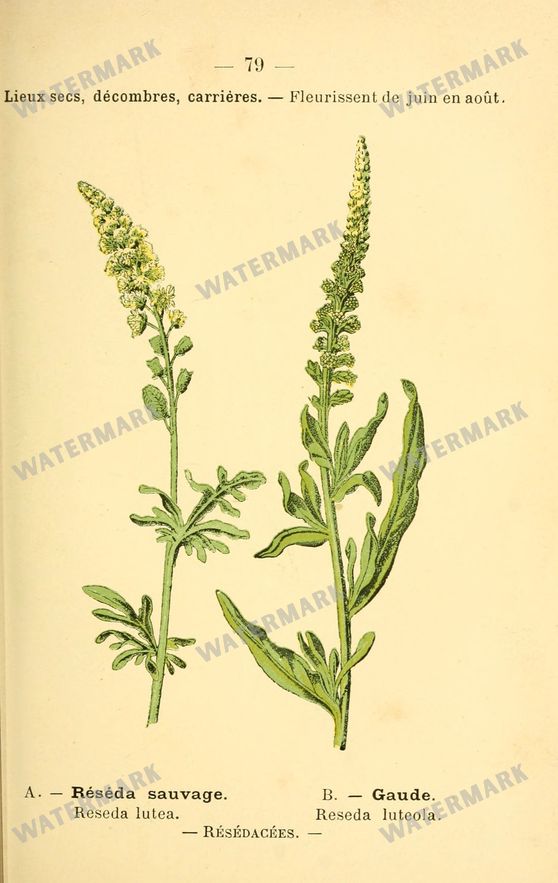 Botanical Vintage Prints