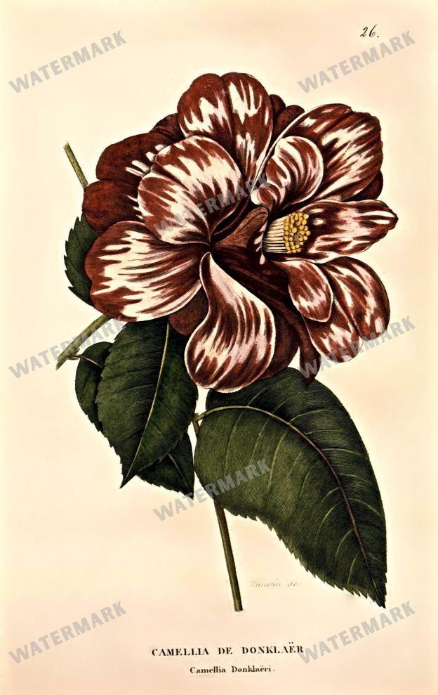 Botanical Vintage Prints