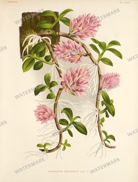Botanical Vintage Prints