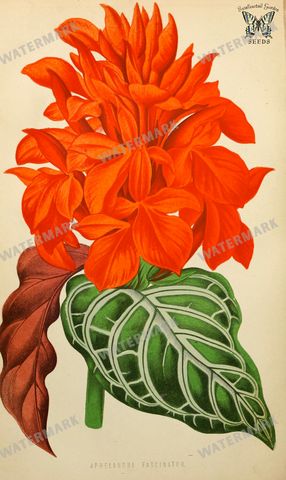 Botanical Vintage Prints
