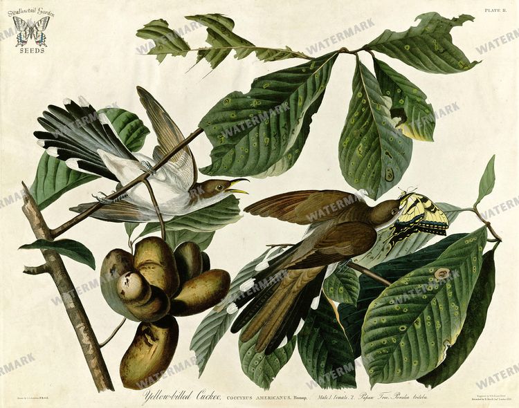 Botanical Vintage Prints