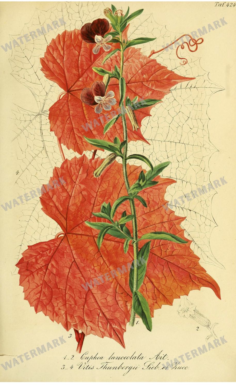 Botanical Vintage Prints