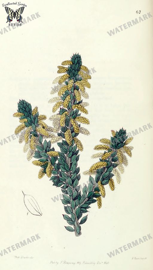 Botanical Vintage Prints