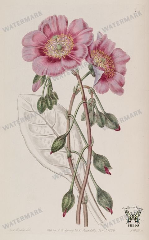 Botanical Vintage Prints