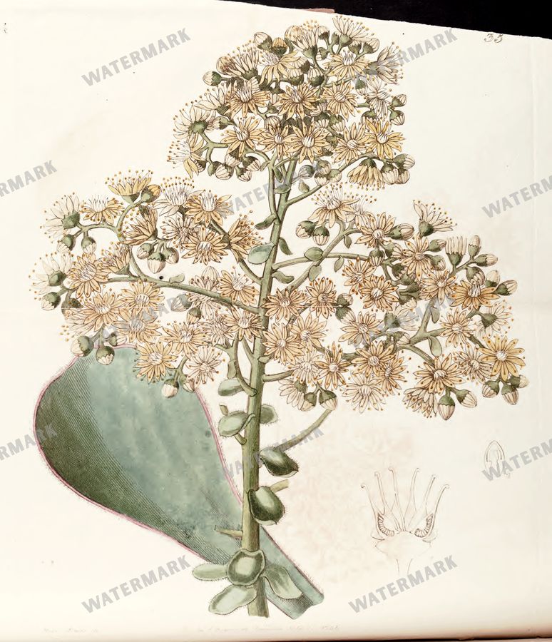 Botanical Vintage Prints