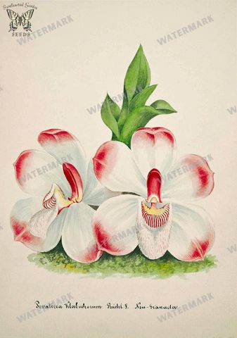 Botanical Vintage Prints