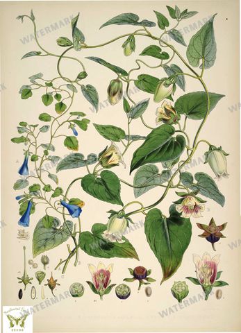 Botanical Vintage Prints