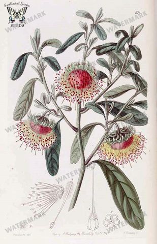 Botanical Vintage Prints