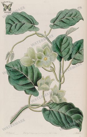 Botanical Vintage Prints