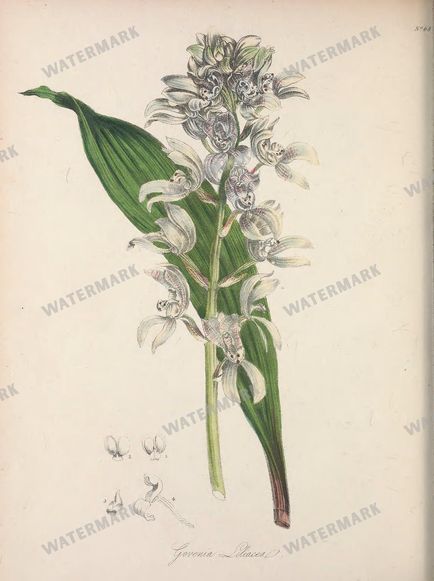 Botanical Vintage Prints
