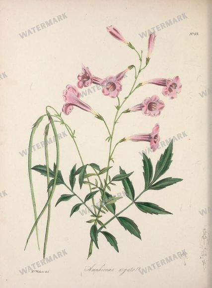 Botanical Vintage Prints