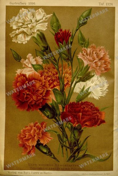 Botanical Vintage Prints