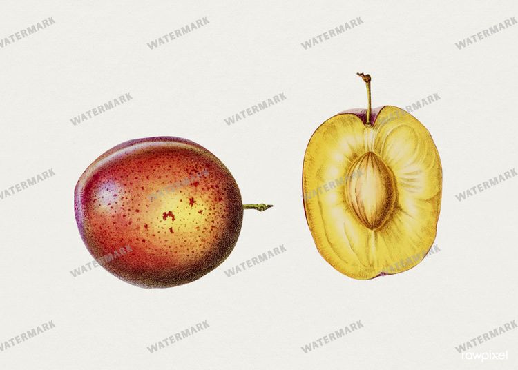 Botanical Vintage Prints