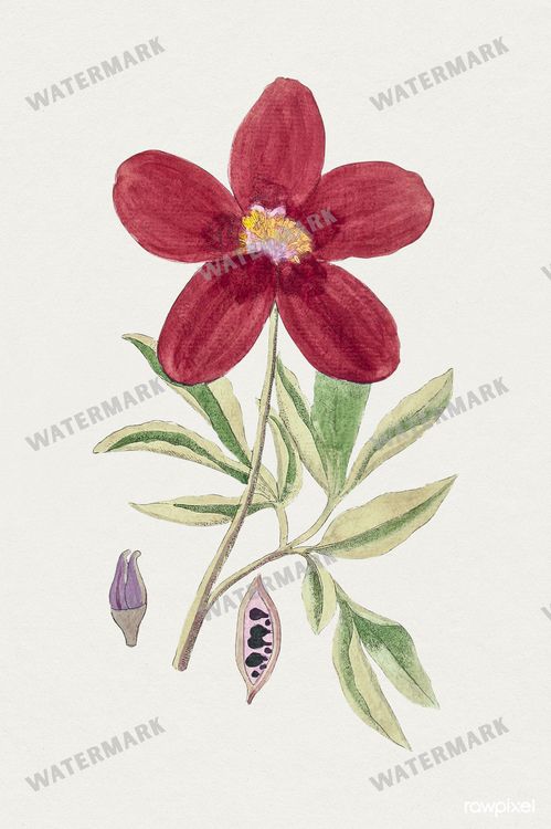 Botanical Vintage Prints