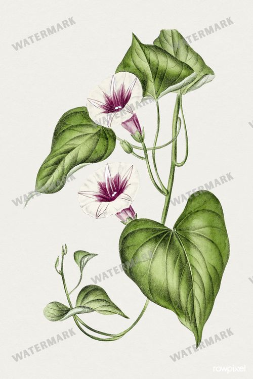 Botanical Vintage Prints