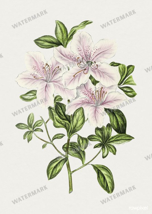 Botanical Vintage Prints