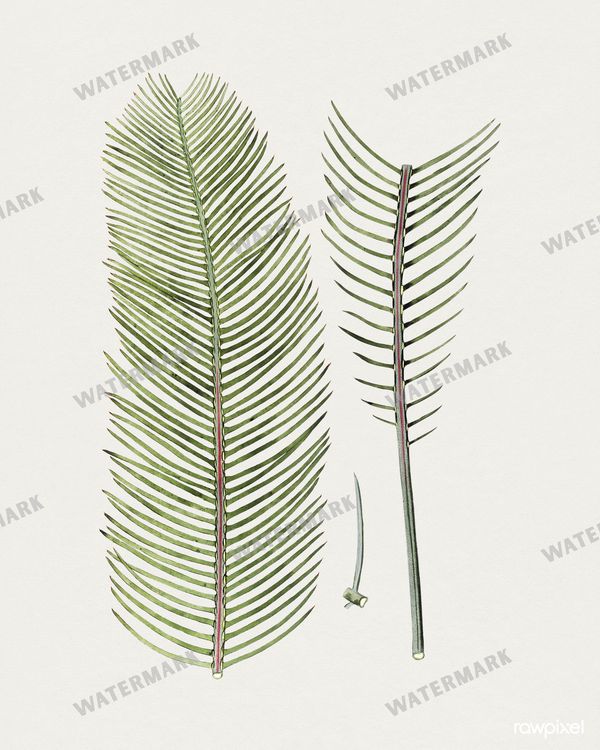 Botanical Vintage Prints