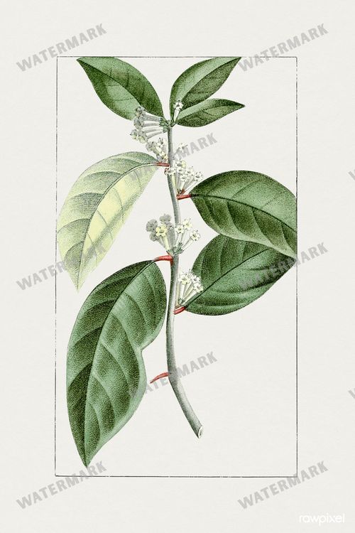Botanical Vintage Prints