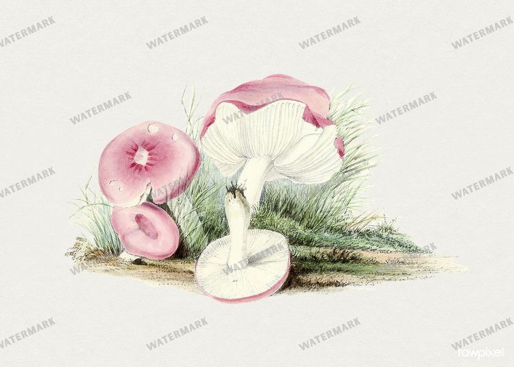 Botanical Vintage Prints