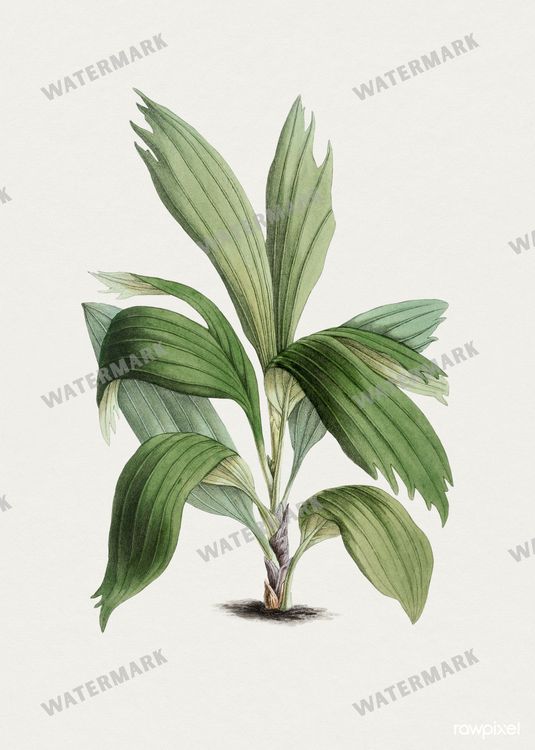 Botanical Vintage Prints