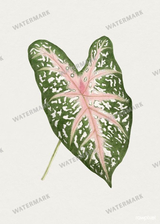 Botanical Vintage Prints