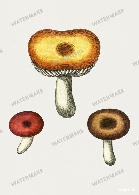 Botanical Vintage Prints