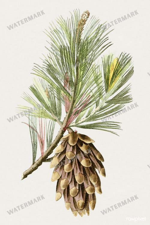 Botanical Vintage Prints