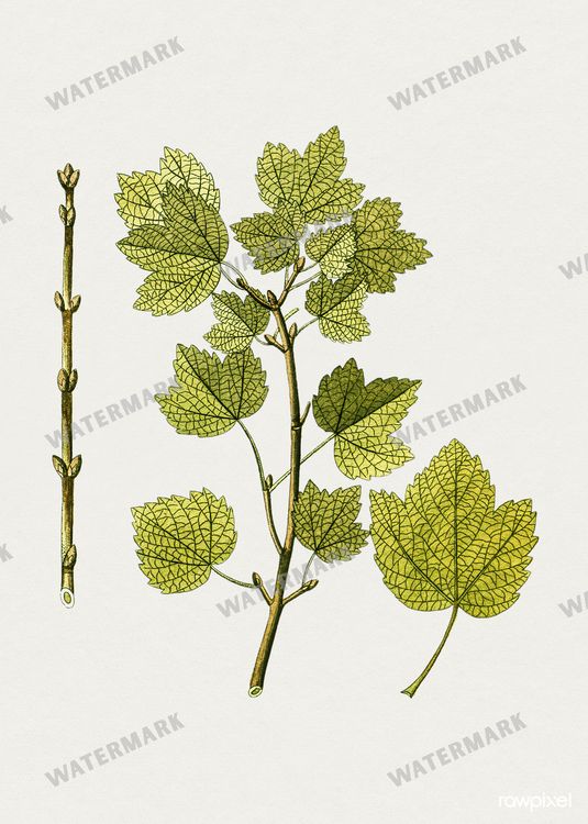 Botanical Vintage Prints