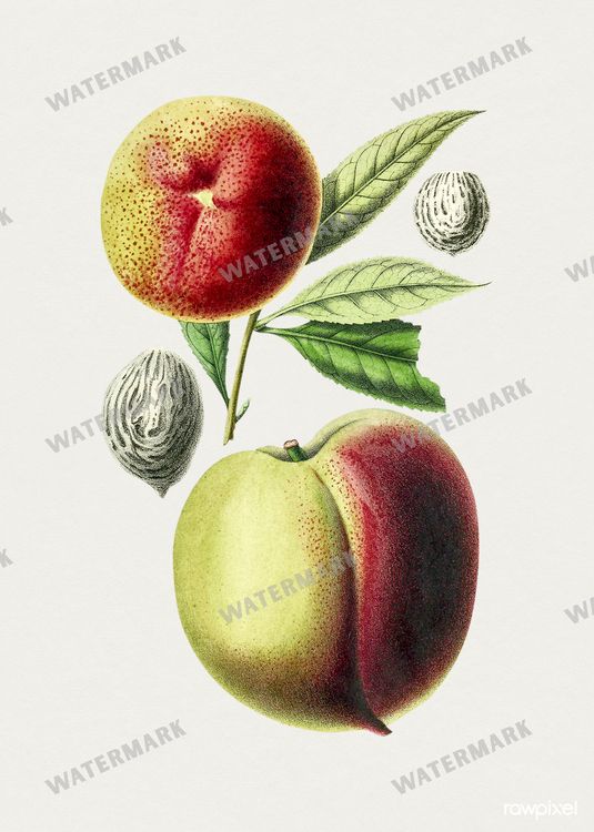Botanical Vintage Prints