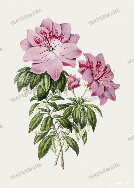 Botanical Vintage Prints