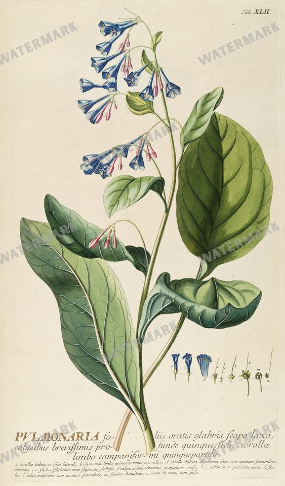 Botanical Vintage Prints